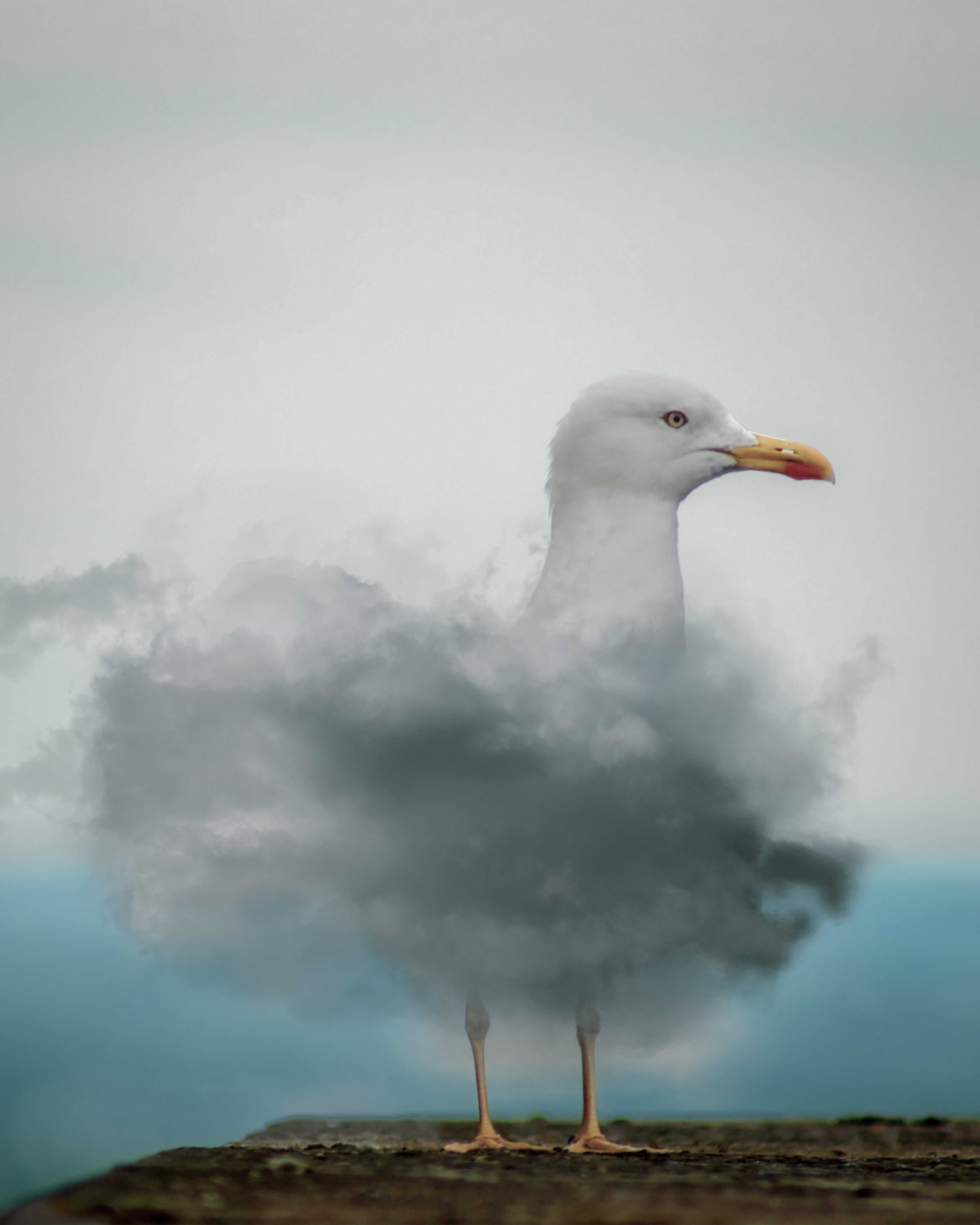 Cloudy seagull
